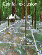 photo02:experiments blocking rain in the rainforest
