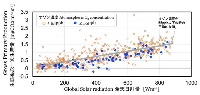 Graph showing gross primary production. When the ozone concentration is 55 ppb or higher, GPP is usually lower than the fitting line of ​​when the concentration is below that level.