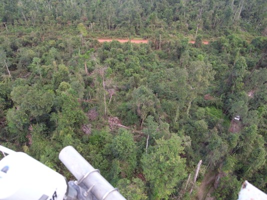 A photograph of the forest taken from the observation tower. Fallen, broken, and dead trees were around there, with the dirt road clearly seen.