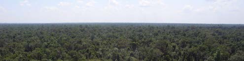 photo01:a photo of continuous green canopy under blue sky.