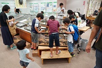 生きているカブトムシやクワガタを覗いている様子