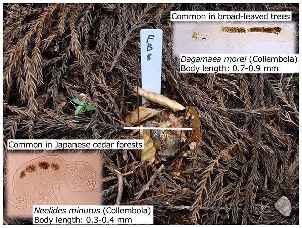 When deciduous forest soil was placed in a Japanese cedar planta