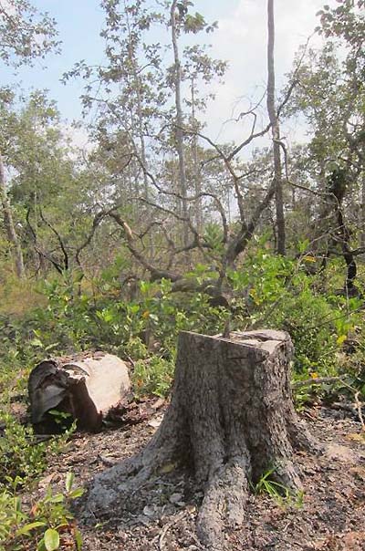 Photograph: Illegal logging in an area of the heath forest