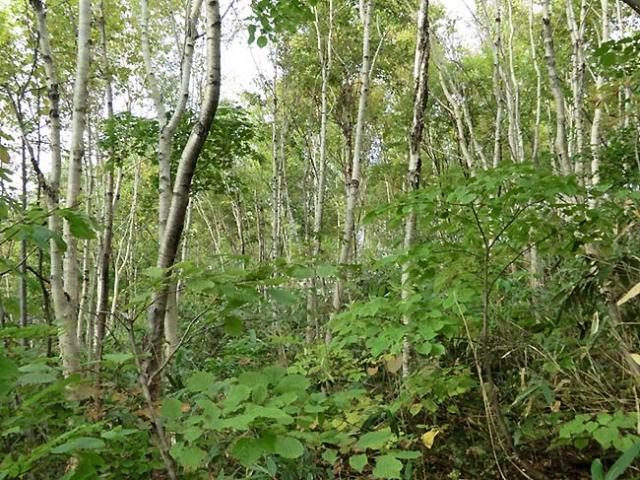 Picture: 31-year-old Erman’s birch  forest created
