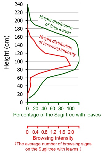 Figure1: Distribution of leaves of Sugi planted