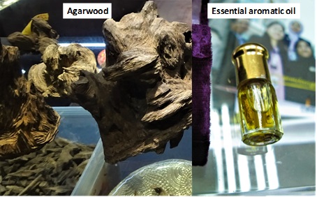 Figures1：Agarwood sold in Southeast Asia (left)