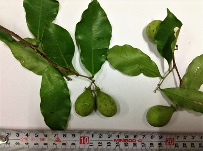 Figures2：Branches and leaves of Aquilaria malaccensis used