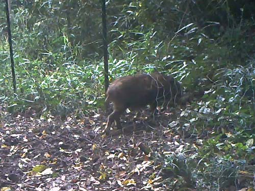 Photo2: Wild boar passing through the wire net