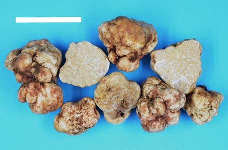 Photo: White truffle on the right