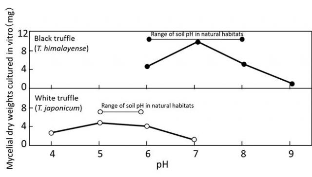 Figure：Soil pH in the natural habitats of the two Japanese truff