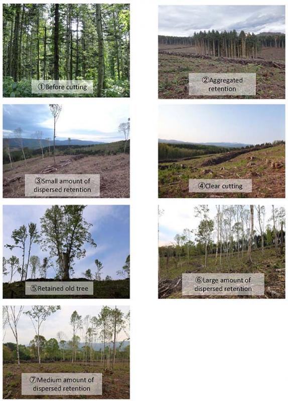 Photos: Seven states of forest stands were examined