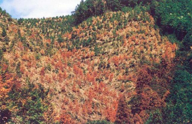 干害写真_遠景