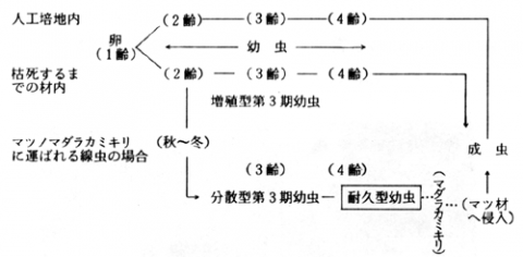 [Figure: マツノザイセンチュウの生活史]
