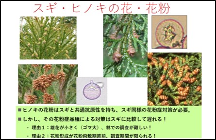 神奈川県の花粉症対策と林木育種の取組