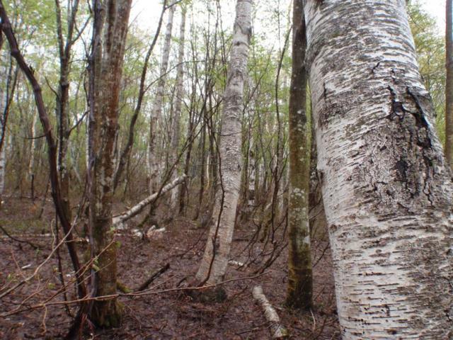 写真-2　群馬県片品村のシラカンバ林木遺伝資源保存林の現況