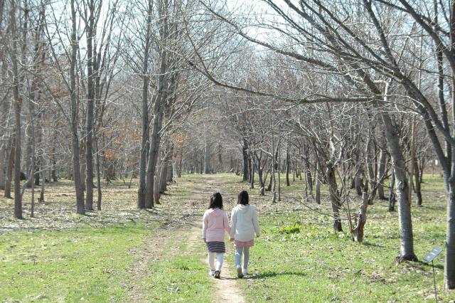 樹木園_春