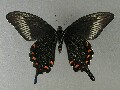 p_bianor_2
