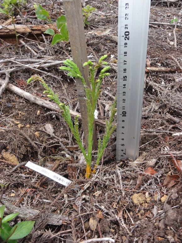 植栽試験