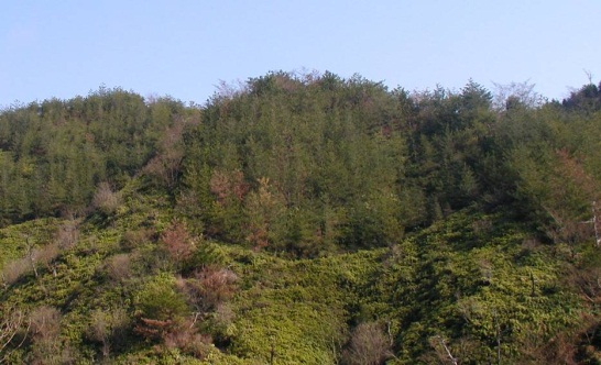 山へのアカマツの植栽