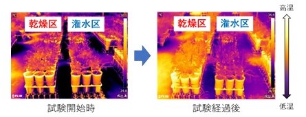図1 乾燥ストレスに対する気孔応答により変化するスギの葉温