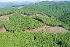 育成複層林の写真