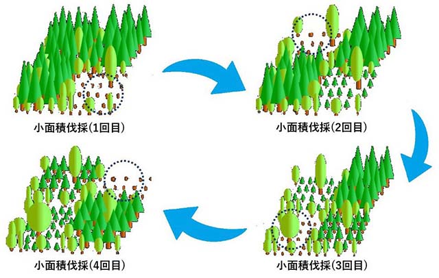 小面積を1～4回に分けて小面積伐採している模式図