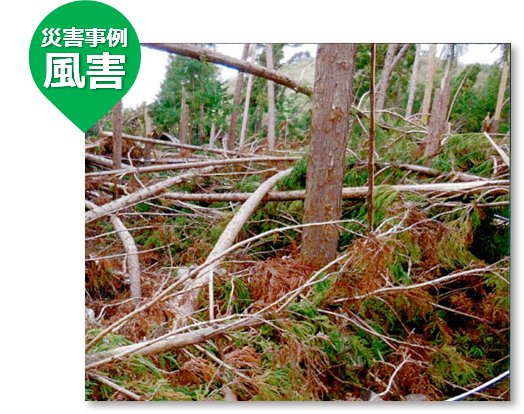 図 災害事例 風害