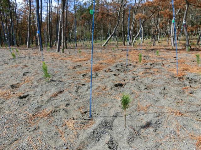 台風により海岸林内に堆積した砂礫上に植栽したクロマツ苗