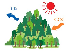 山に立木があり日光の作用で森林が二酸化炭素を吸収し酸素を供給している模式図