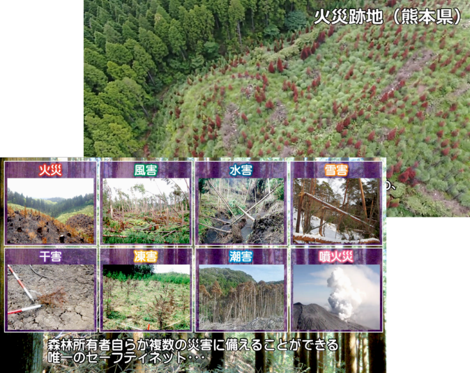 森林保険チャンネルでの解説動画の図2
