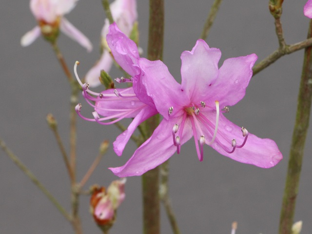 コバノミツバツツジの花