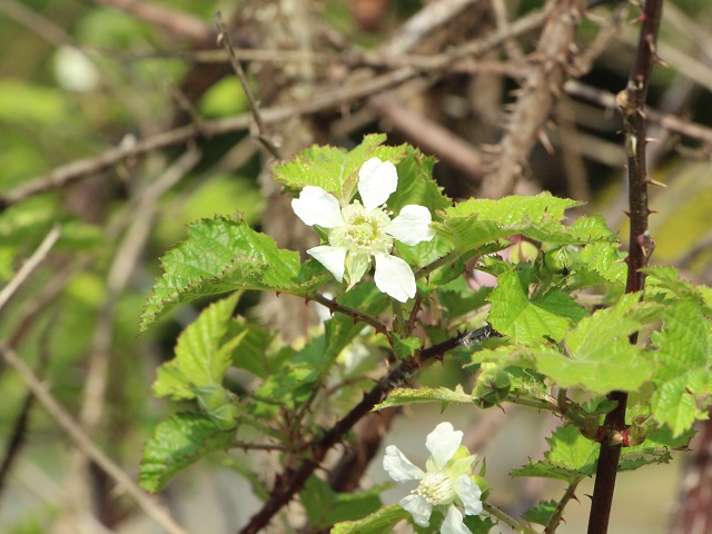 クマイチゴの花