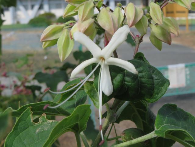 クサギの花