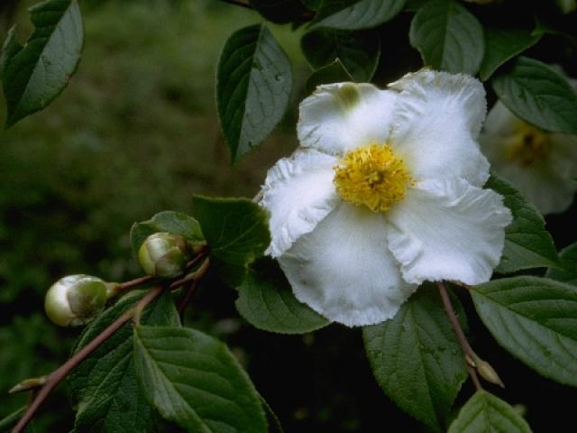ナツツバキの花