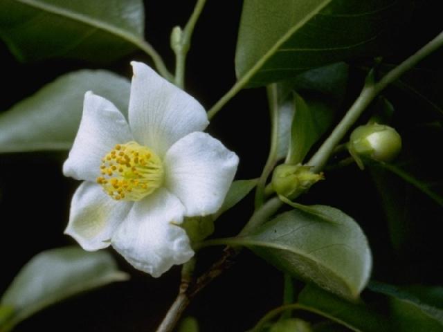 ヒメシャラの花
