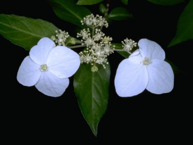 コガクウツギの花