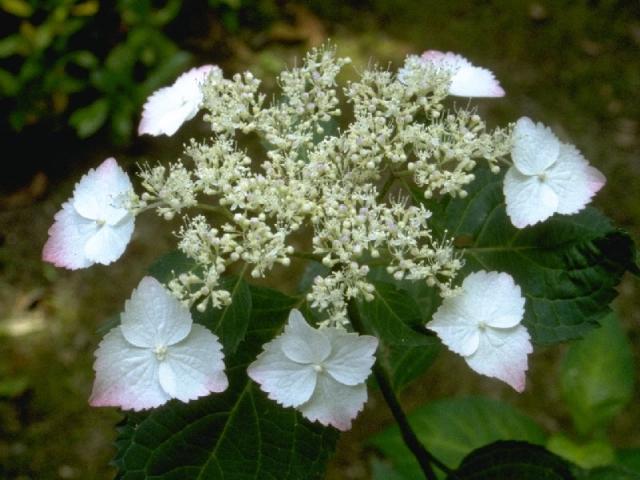 ベニガクの花