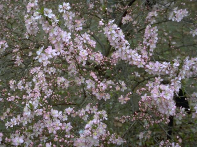 ニワウメの花