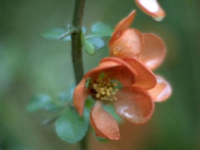 クサボケの花