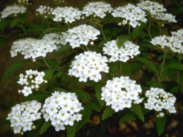 コデマリの花