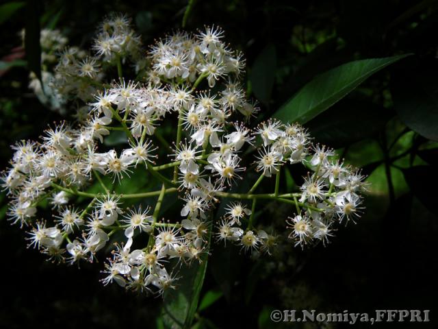 カナメモチの花