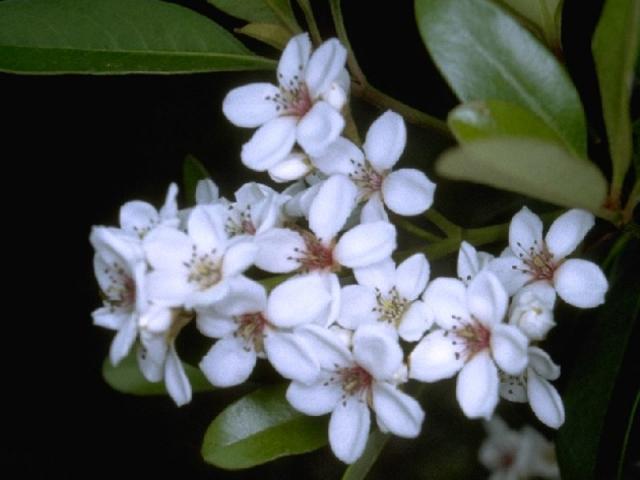 シャリンバイの花