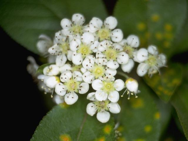 カマツカの花