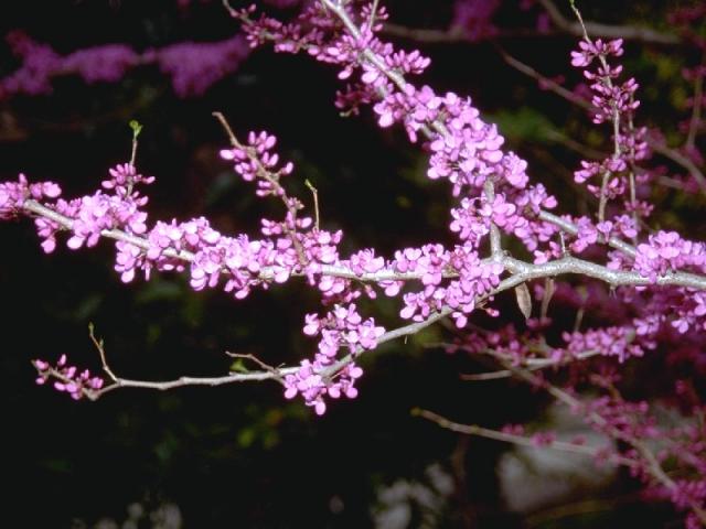 ハナズオウの花