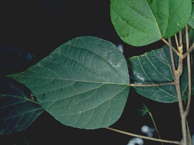 アカメガシワの葉