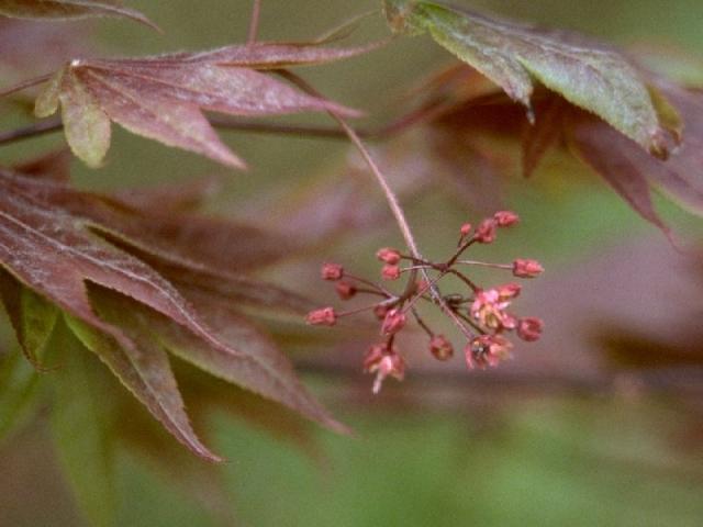 ノムラカエデの花