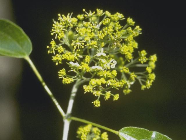 トウカエデの花