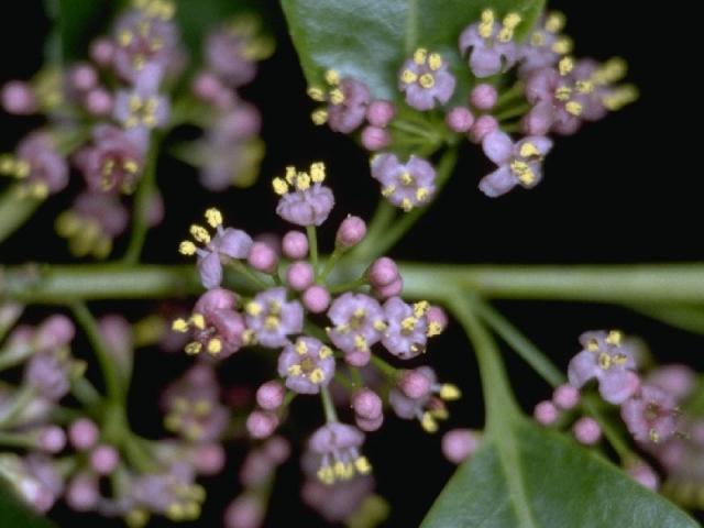 ナナミノキの花