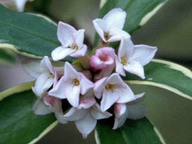 フクリンジンチョウゲの花