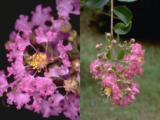 サルスベリの花